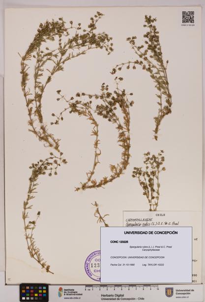 Spergularia rubra [Espécimen: UDEC:CONC:0123225]