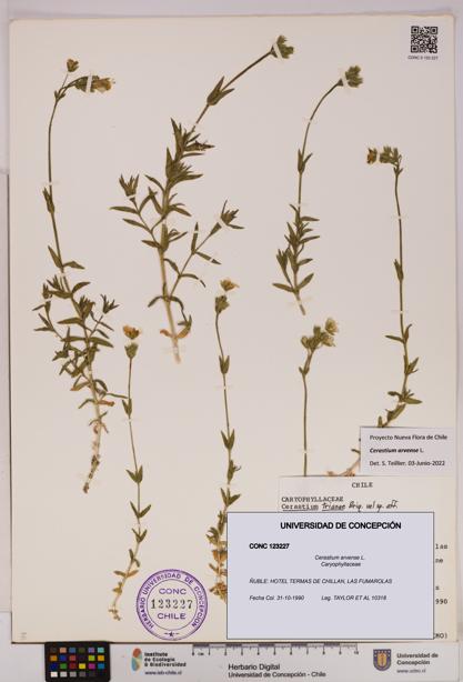 Cerastium arvense [Espécimen: UDEC:CONC:0123227]