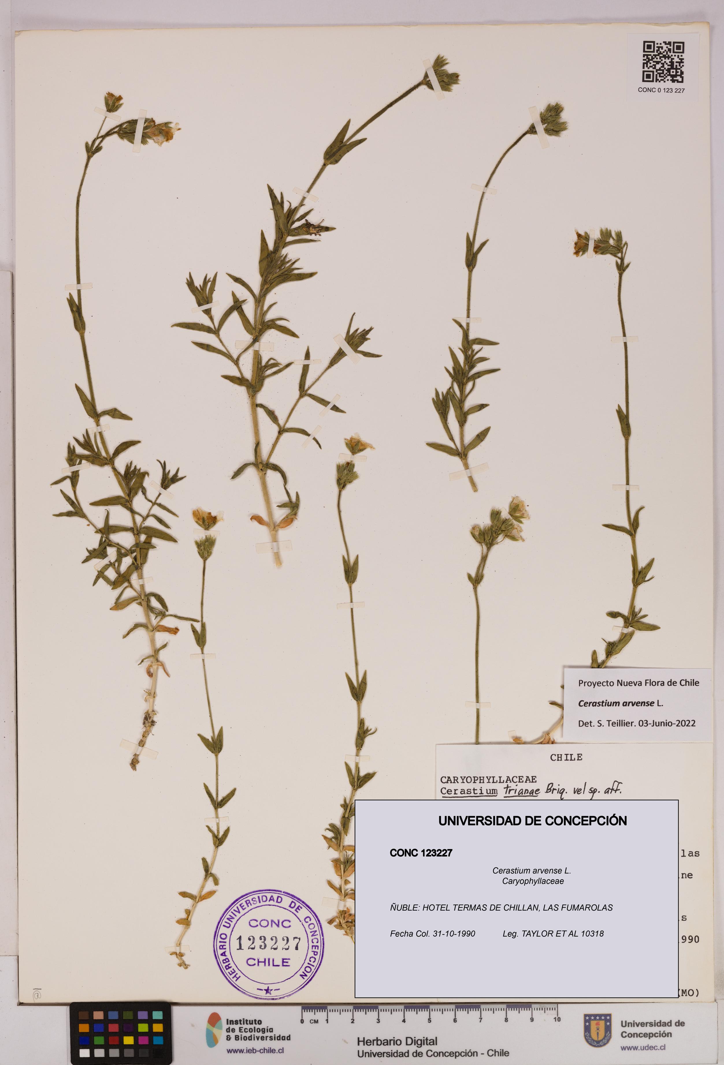 Cerastium arvense [Espécimen: UDEC:CONC:0123227]