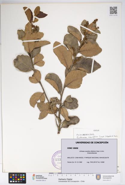 Lithraea caustica [Espécimen: UDEC:CONC:0123232]