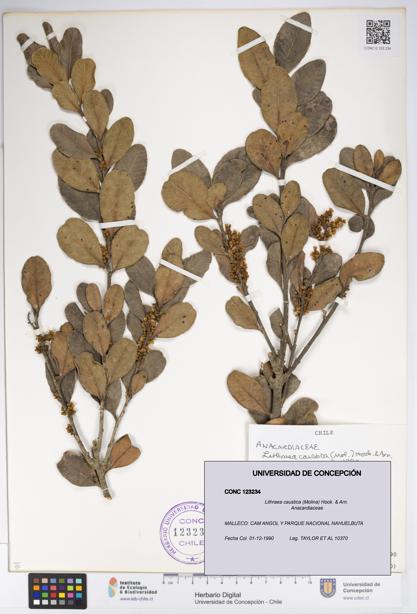 Lithraea caustica [Espécimen: UDEC:CONC:0123234]