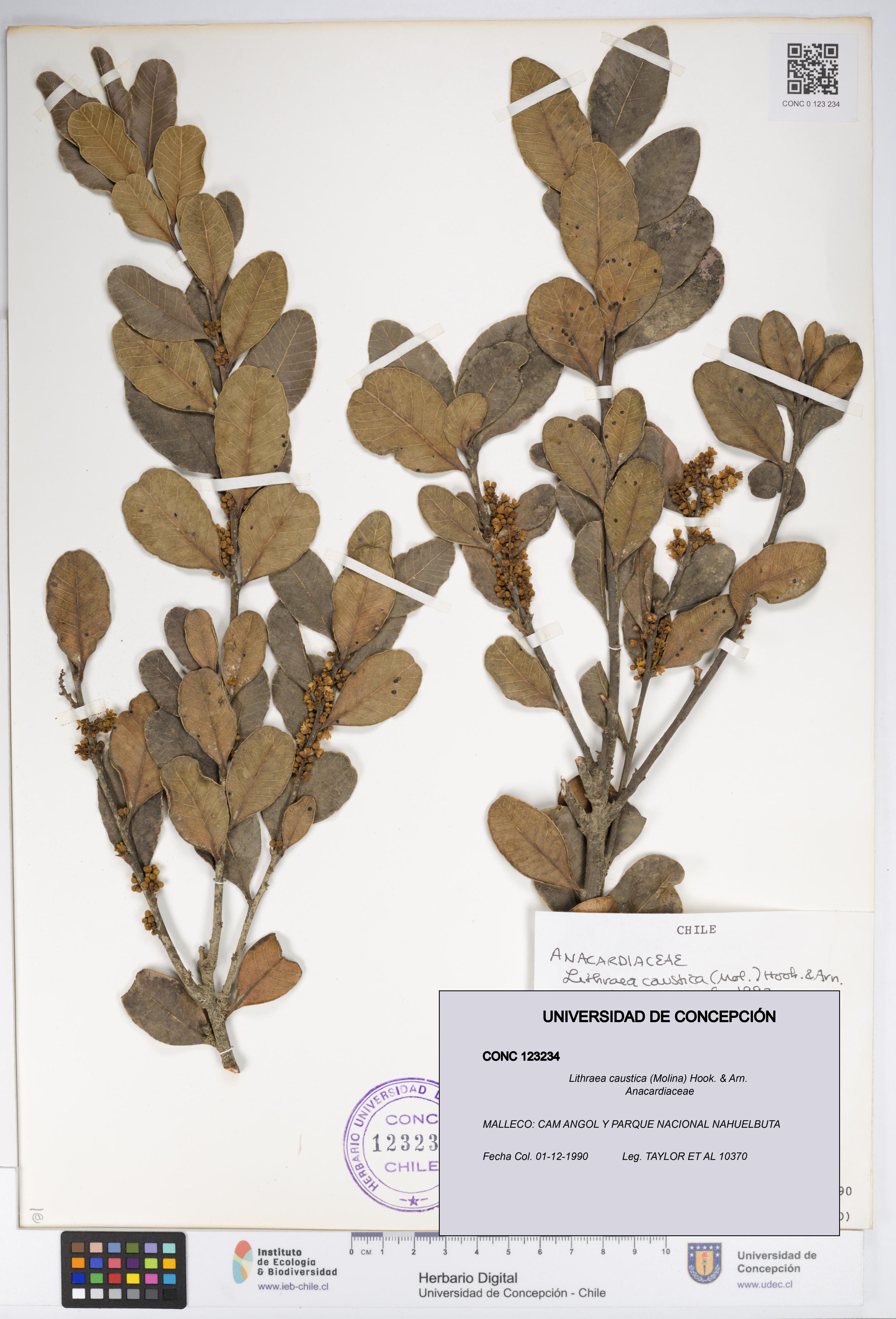 Lithraea caustica [Espécimen: UDEC:CONC:0123234]