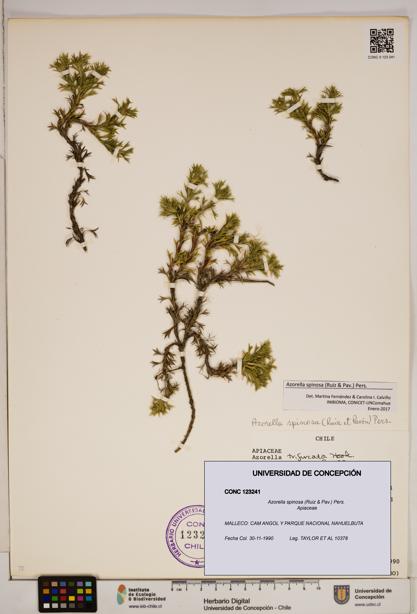 Azorella spinosa [Espécimen: ]