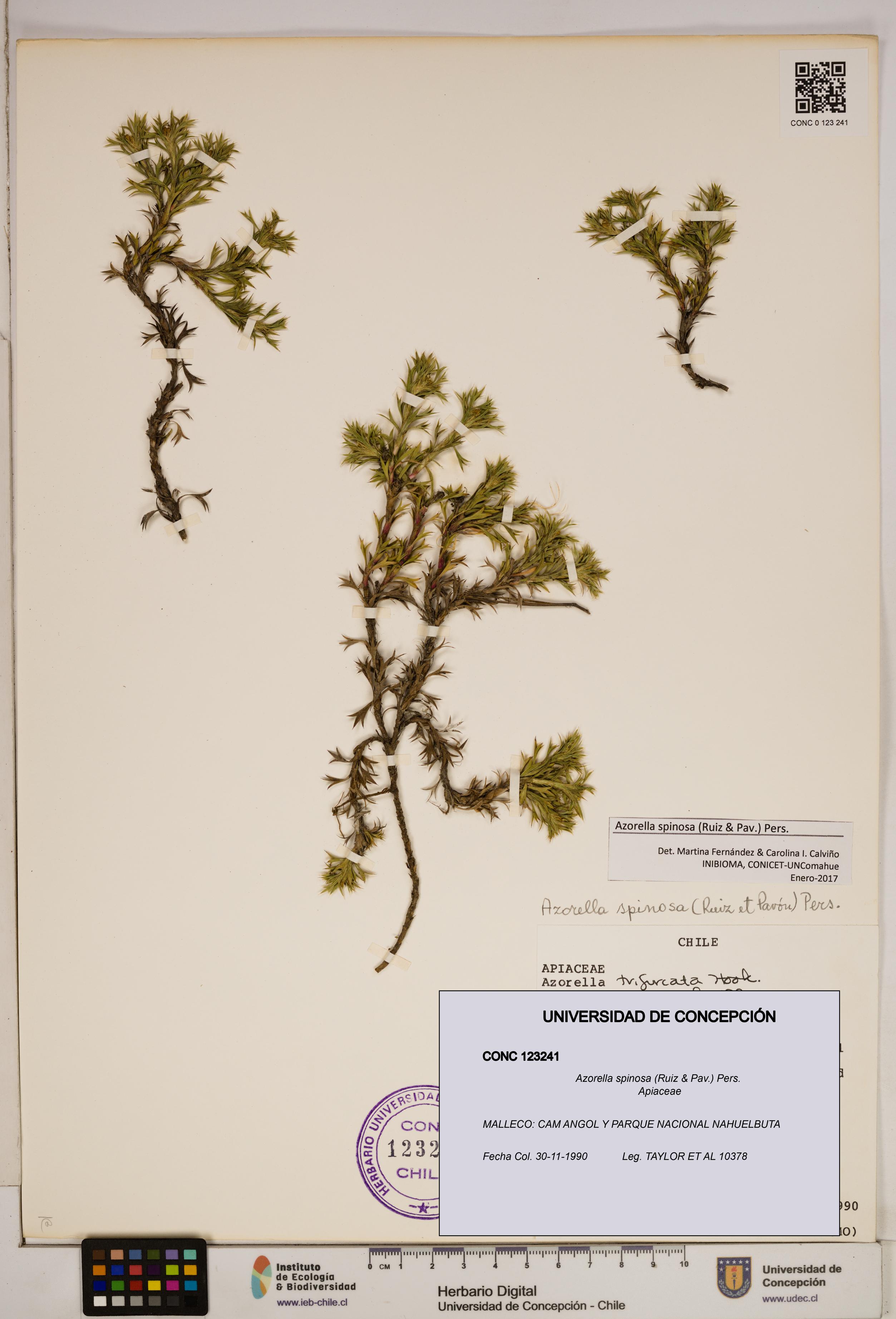 Azorella spinosa [Espécimen: ]