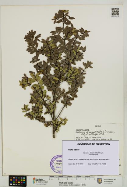 Maytenus disticha [Espécimen: UDEC:CONC:0123248]