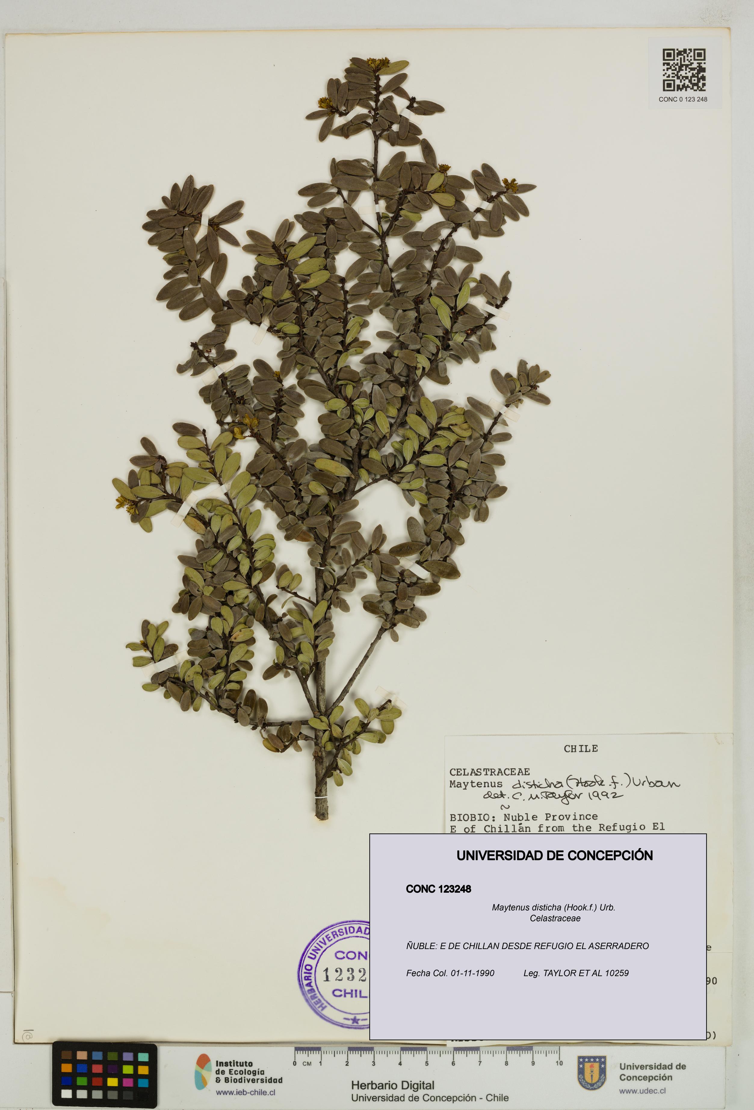 Maytenus disticha [Espécimen: UDEC:CONC:0123248]