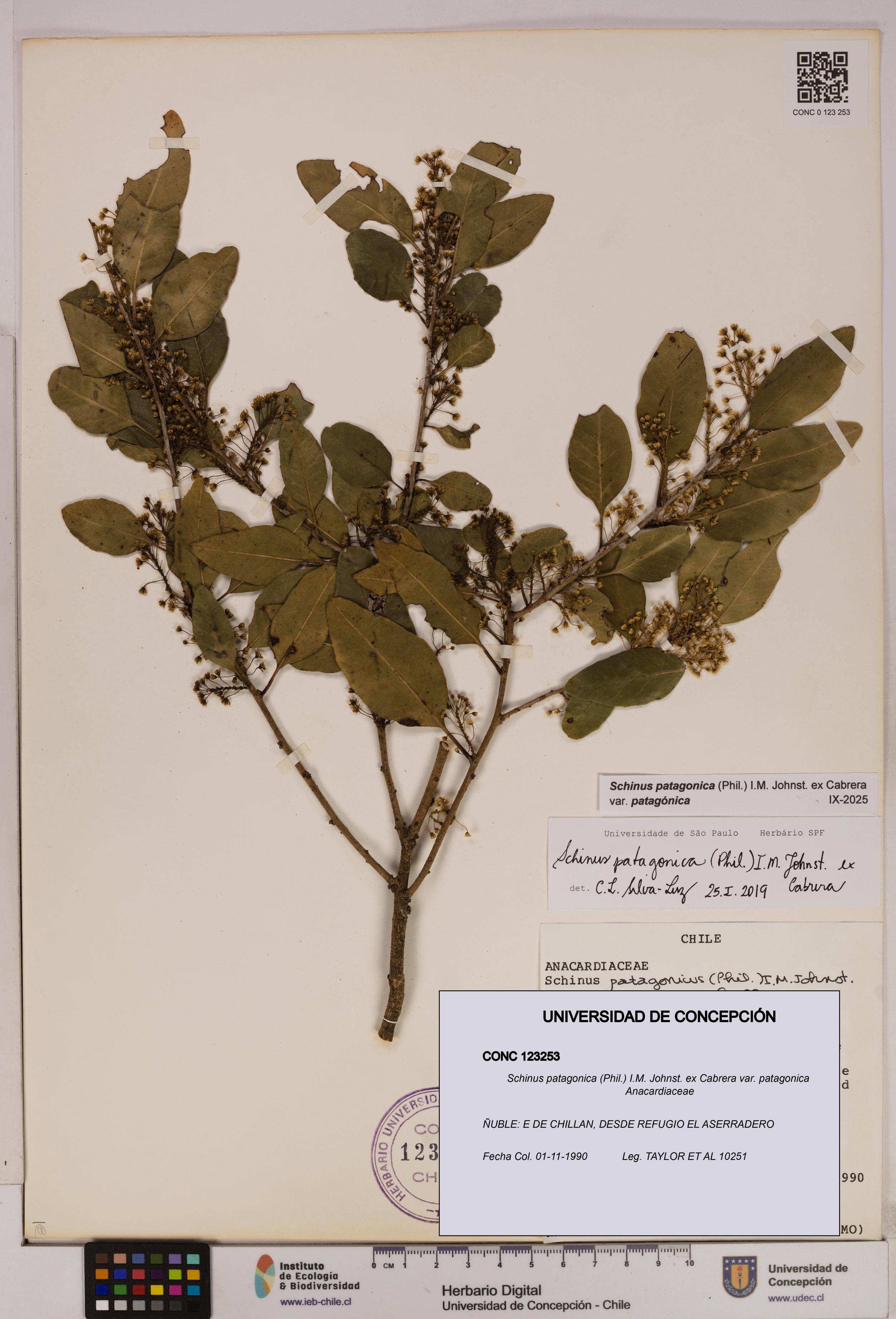 Schinus patagonica [Espécimen: UDEC:CONC:0123253]