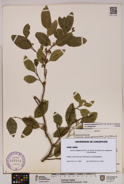 Schinus patagonica [Espécimen: UDEC:CONC:0123254]