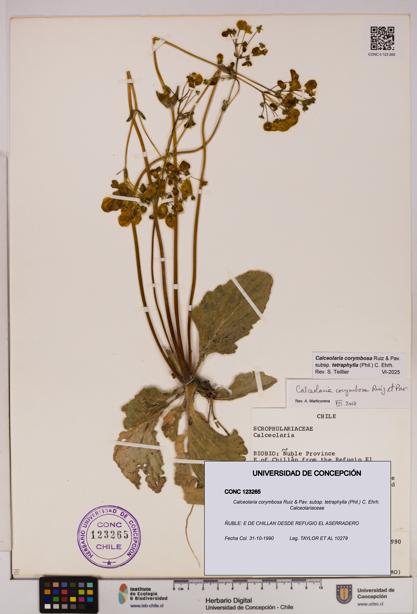 Calceolaria corymbosa [Espécimen: UDEC:CONC:0123265]
