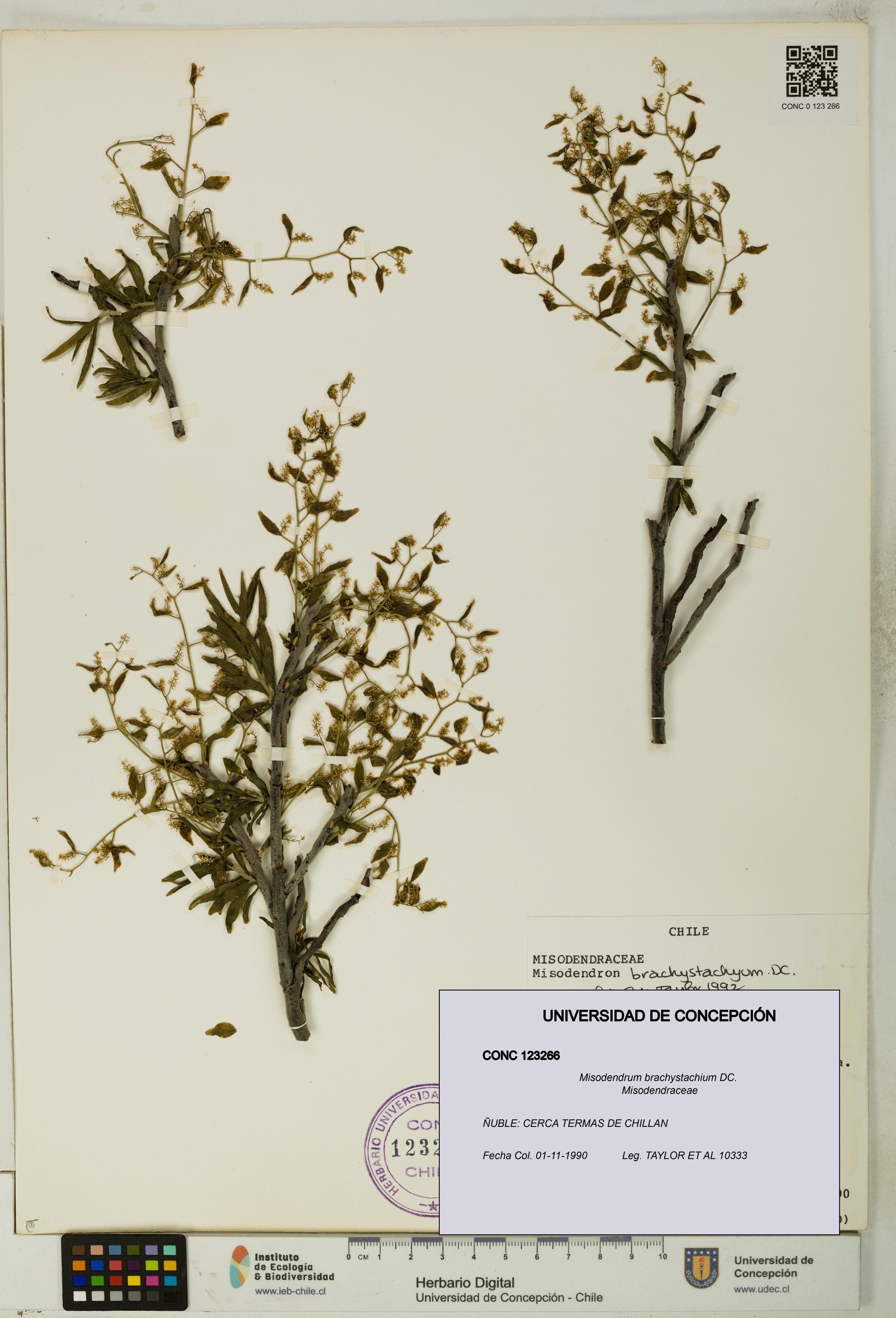 Misodendrum brachystachium [Espécimen: UDEC:CONC:0123266]