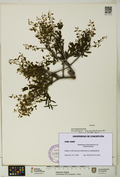 Misodendrum brachystachium [Espécimen: UDEC:CONC:0123267]