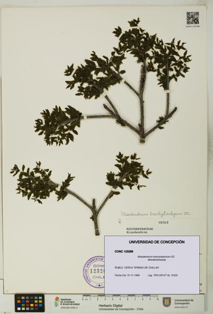 Misodendrum brachystachium [Espécimen: UDEC:CONC:0123268]