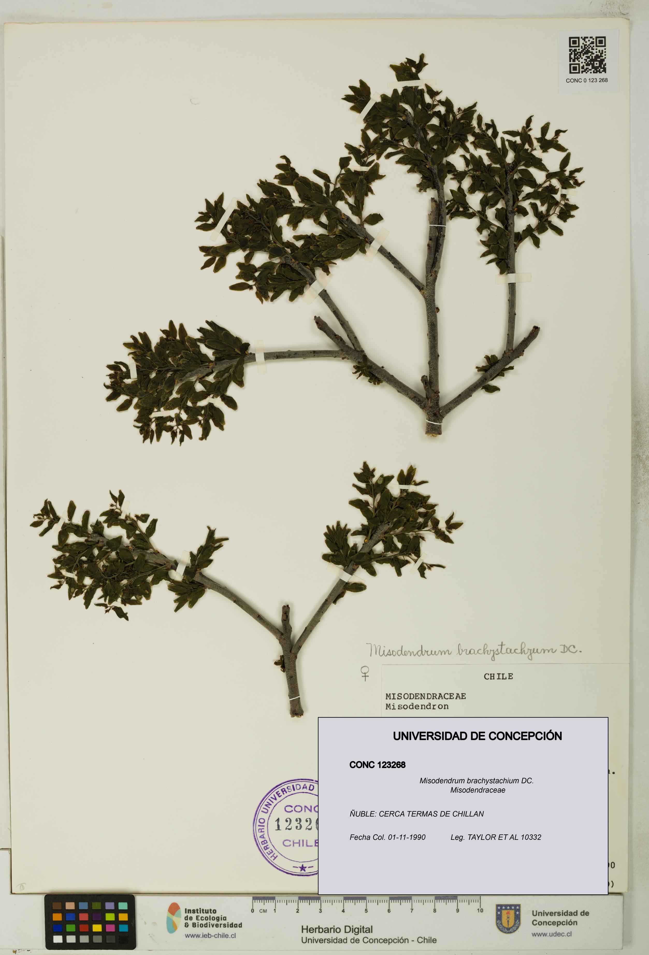Misodendrum brachystachium [Espécimen: UDEC:CONC:0123268]