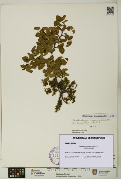 Misodendrum linearifolium [Espécimen: UDEC:CONC:0123269]