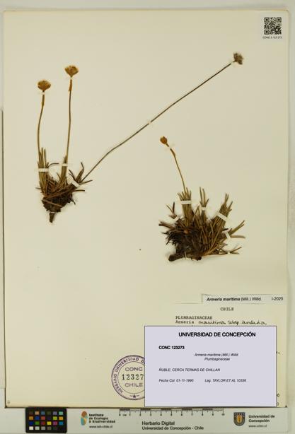 Armeria maritima [Espécimen: UDEC:CONC:0123273]