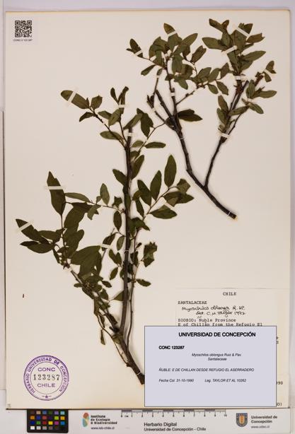 Myoschilos oblongus [Espécimen: UDEC:CONC:0123287]