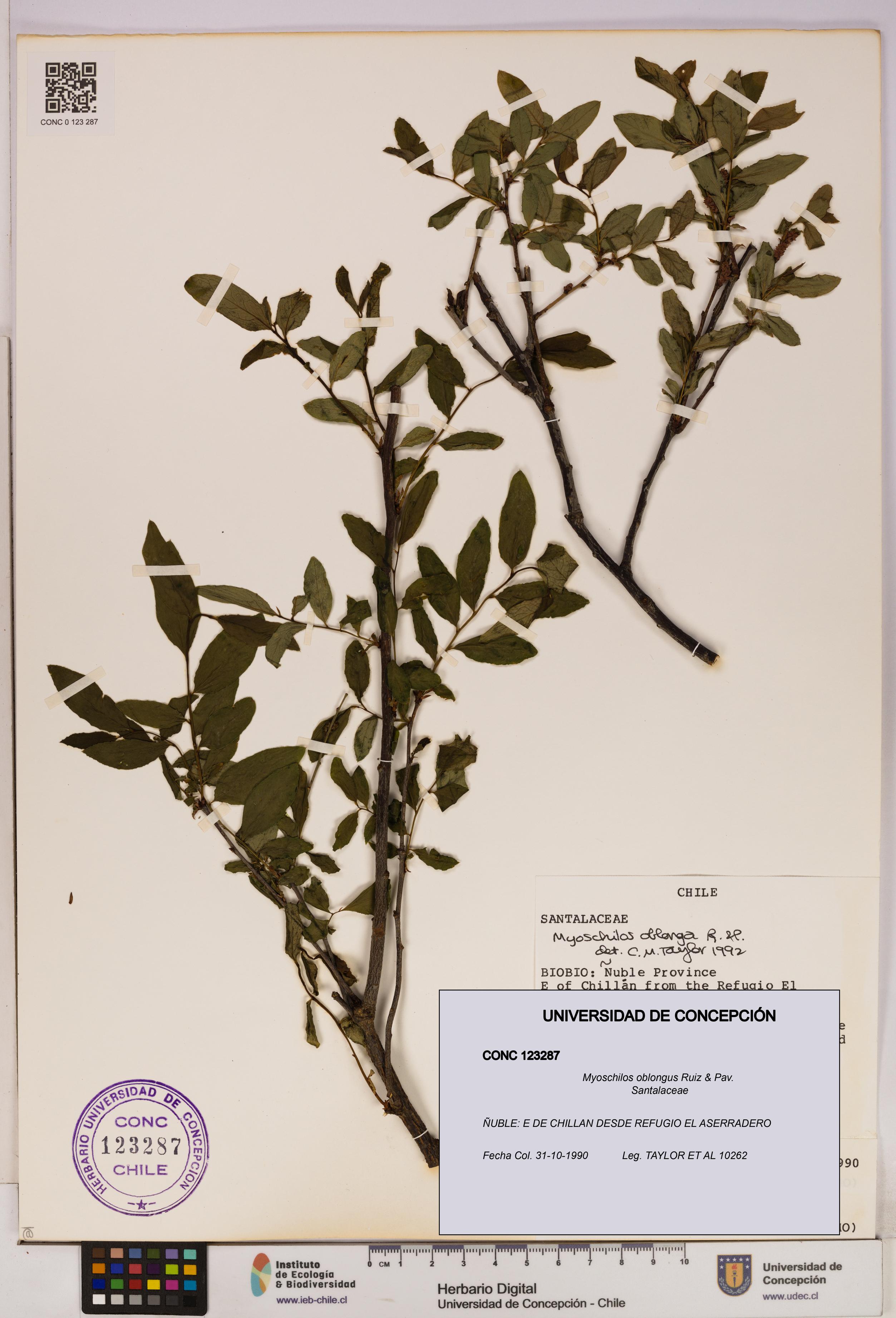 Myoschilos oblongus [Espécimen: UDEC:CONC:0123287]