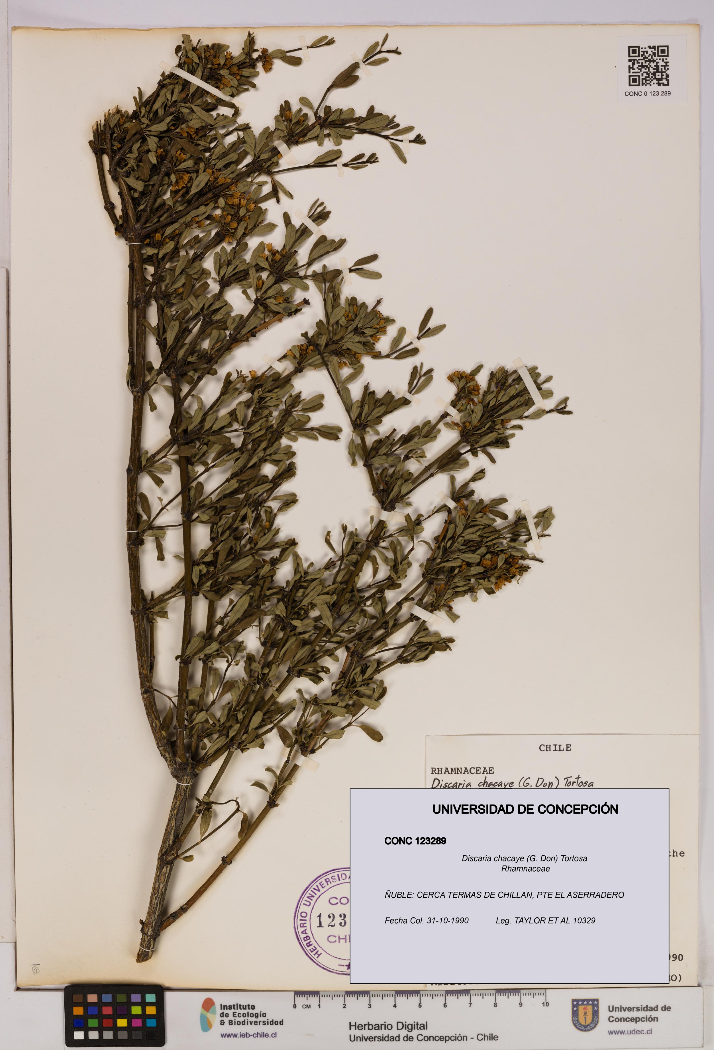 Discaria chacaye [Espécimen: UDEC:CONC:0123289]