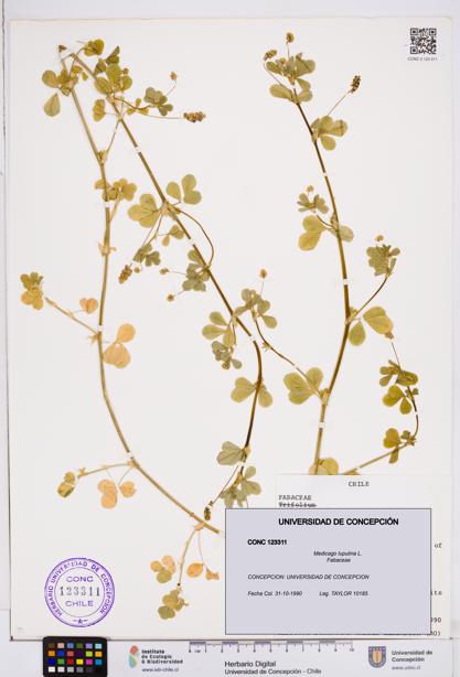 Medicago lupulina [Espécimen: ]
