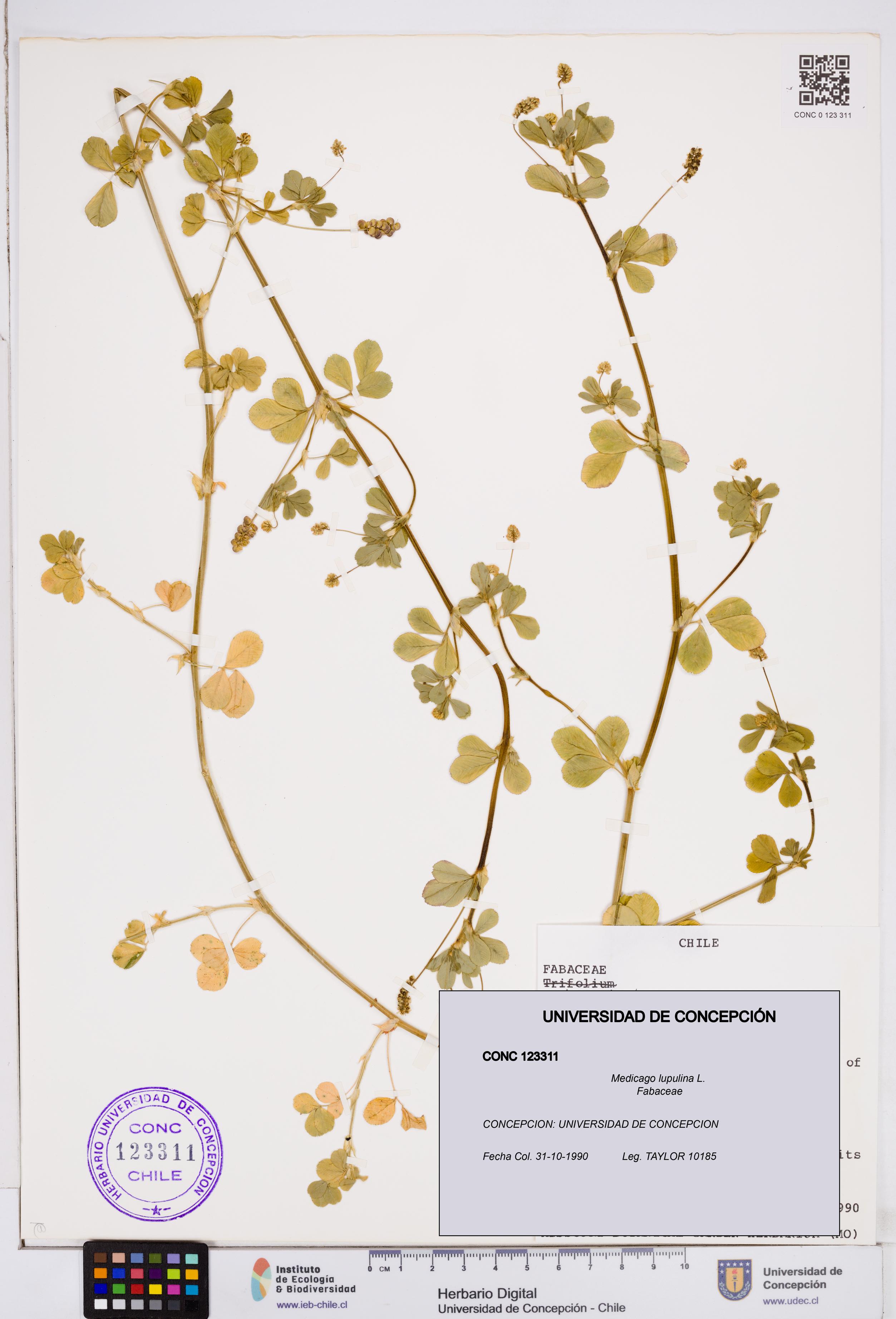 Medicago lupulina [Espécimen: ]