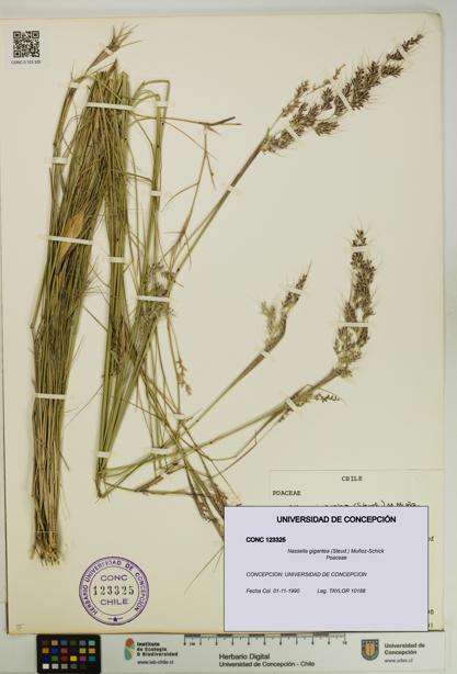 Nassella gigantea [Espécimen: UDEC:CONC:0123325]
