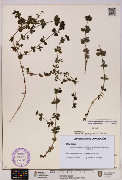 Galium hypocarpium subsp. hypocarpium [Espécimen: UDEC:CONC:0123335]