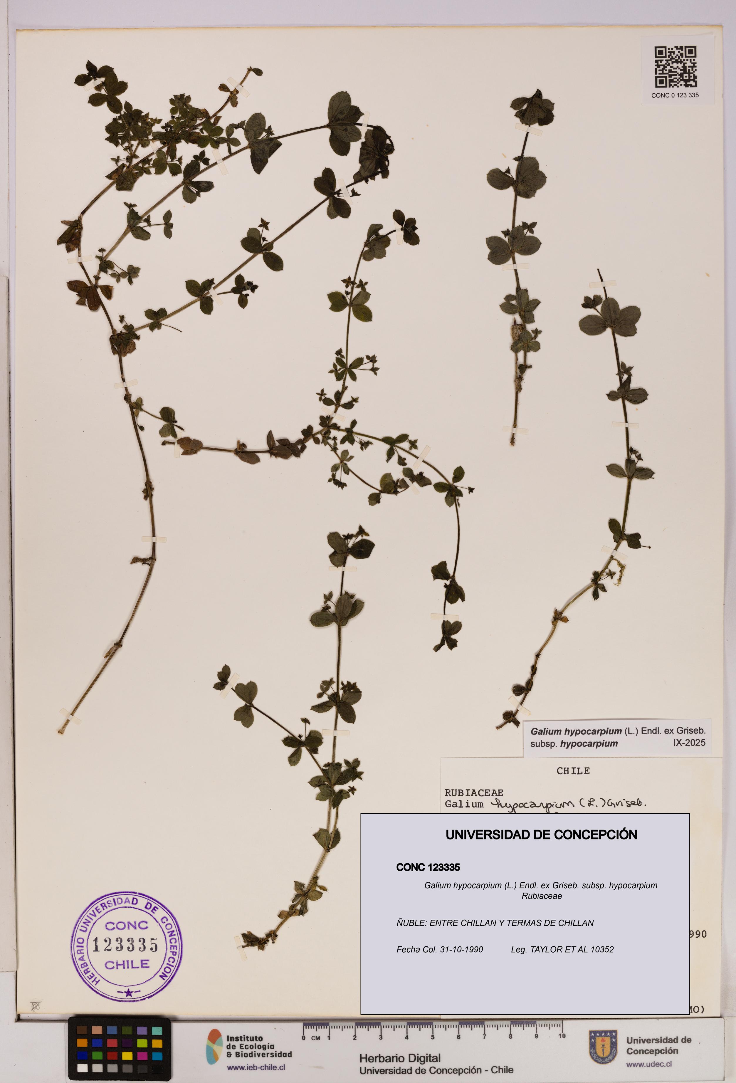 Galium hypocarpium subsp. hypocarpium [Espécimen: UDEC:CONC:0123335]