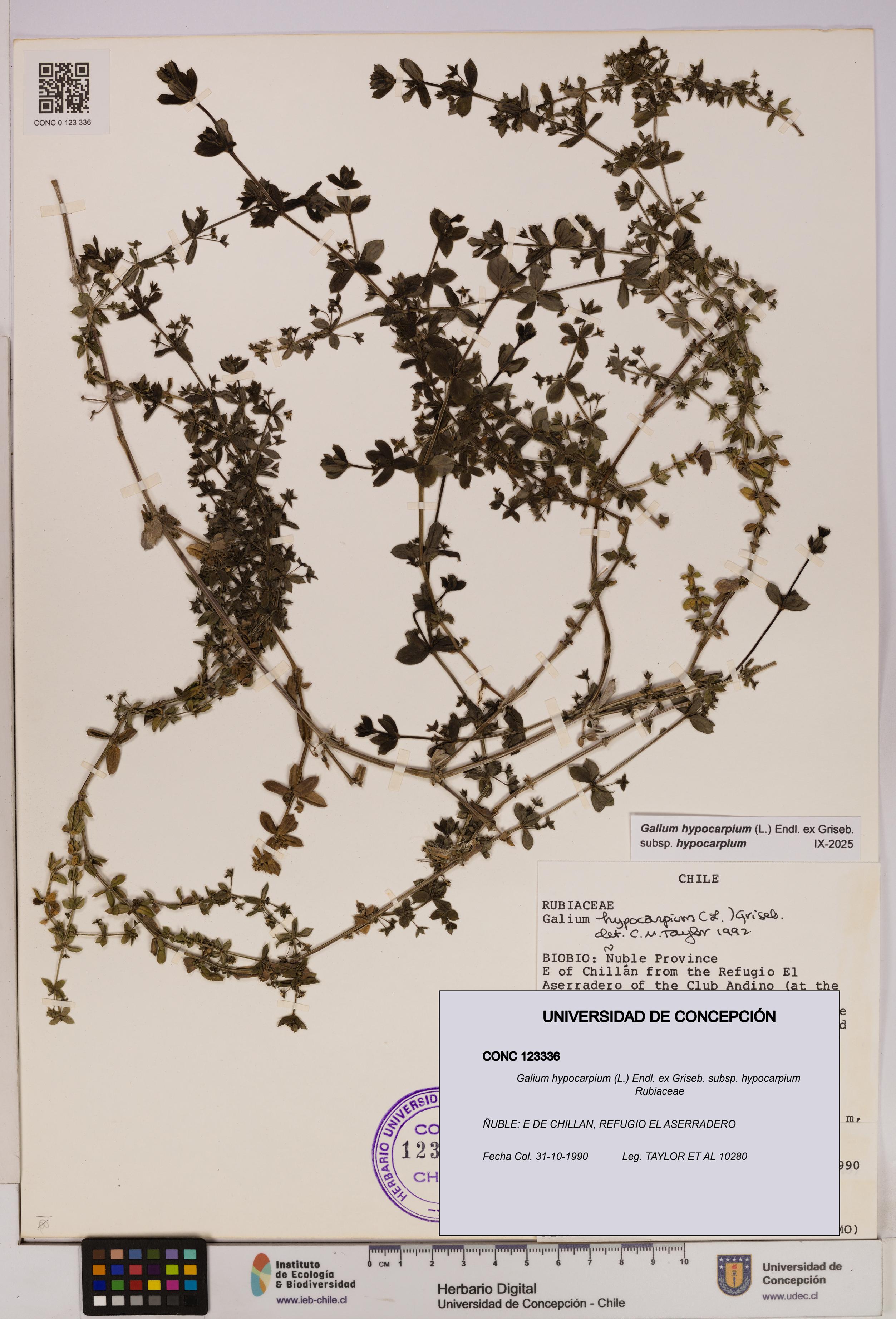 Galium hypocarpium subsp. hypocarpium [Espécimen: UDEC:CONC:0123336]