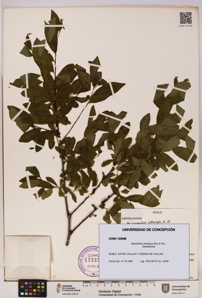 Myoschilos oblongus [Espécimen: UDEC:CONC:0123338]