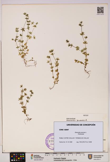 Sherardia arvensis [Espécimen: UDEC:CONC:0123347]