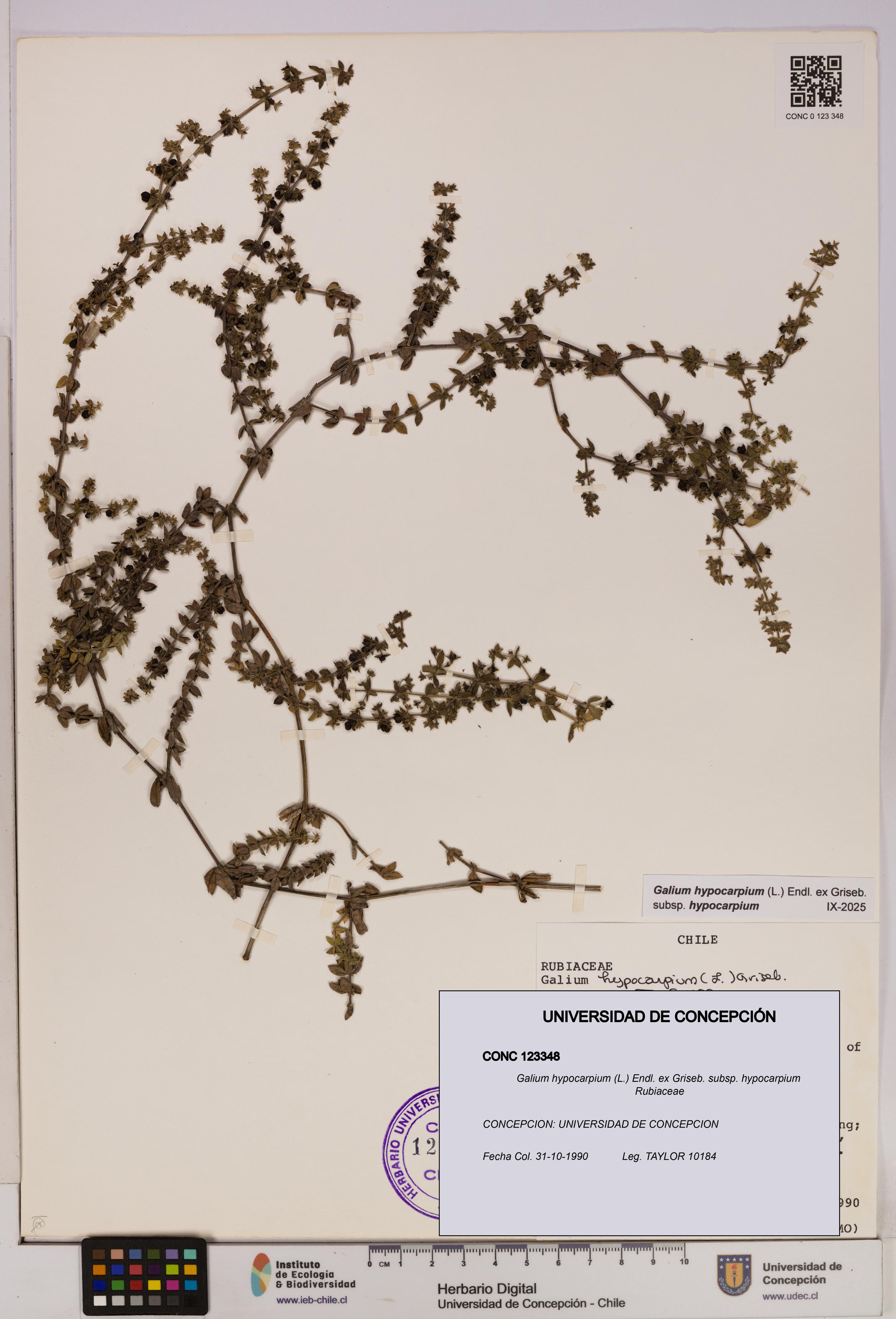 Galium hypocarpium subsp. hypocarpium [Espécimen: UDEC:CONC:0123348]