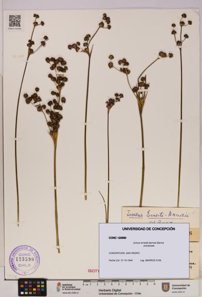 Juncus ernesti-barrosii [Espécimen: UDEC:CONC:0123590]