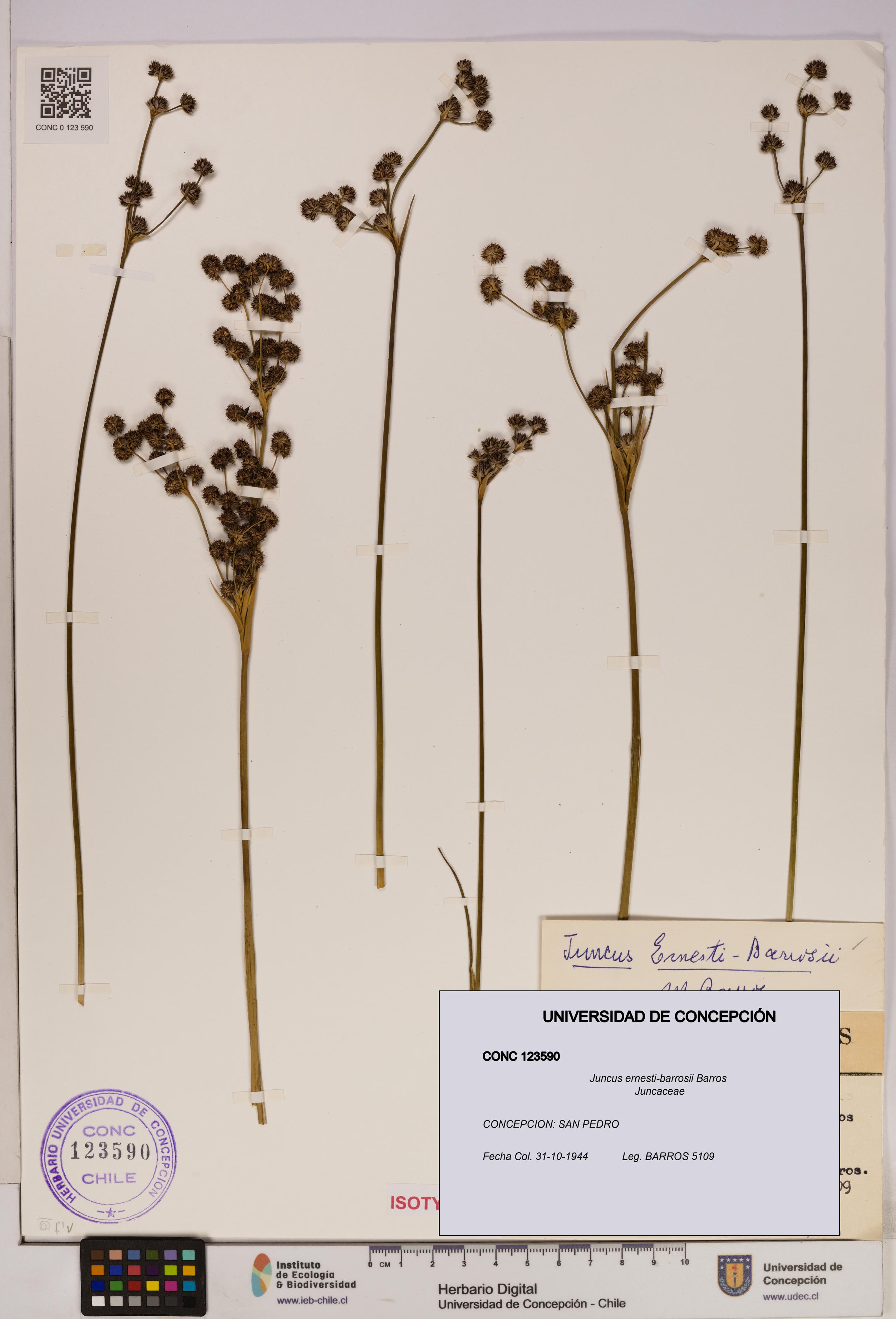 Juncus ernesti-barrosii [Espécimen: UDEC:CONC:0123590]