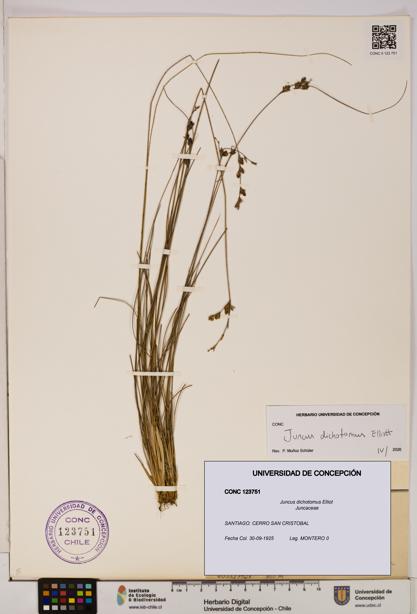 Juncus dichotomus [Espécimen: UDEC:CONC:0123751]