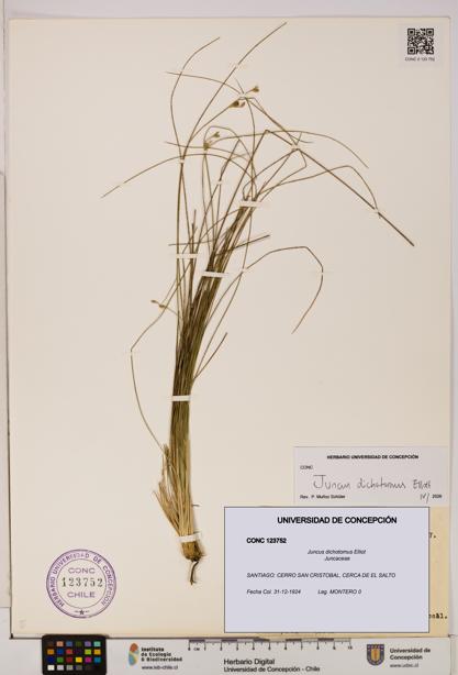 Juncus dichotomus [Espécimen: UDEC:CONC:0123752]