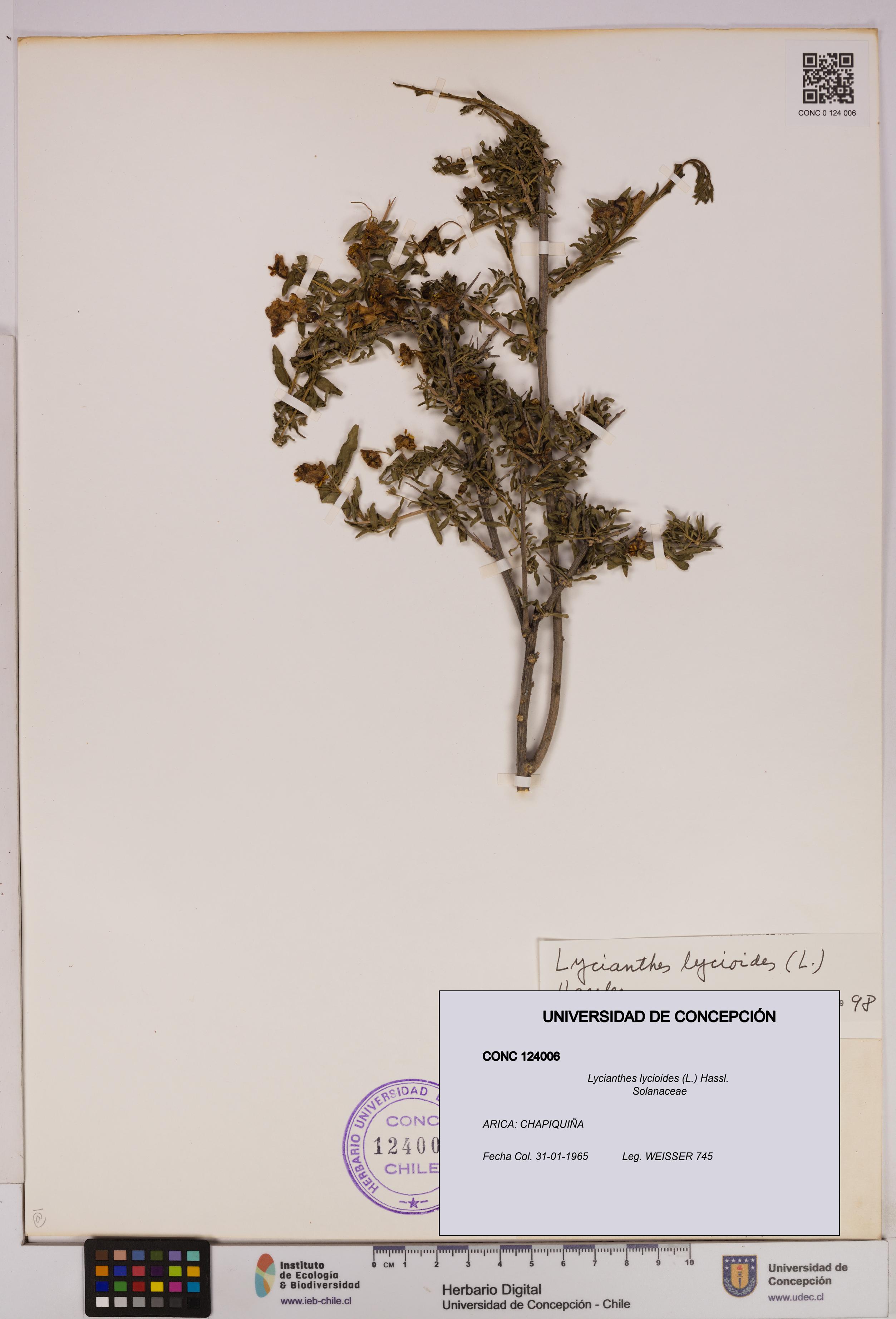 Lycianthes lycioides [Espécimen: UDEC:CONC:0124006]