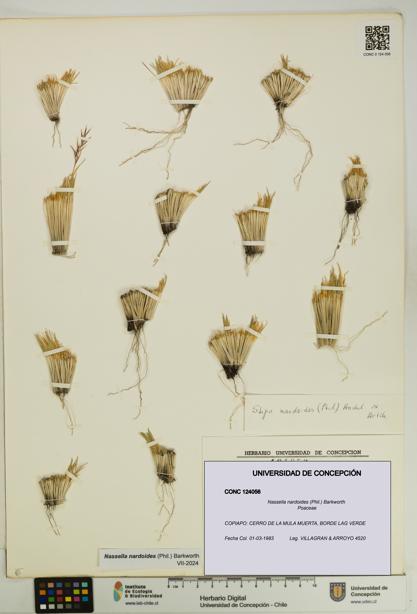 Nassella nardoides [Espécimen: UDEC:CONC:0124056]