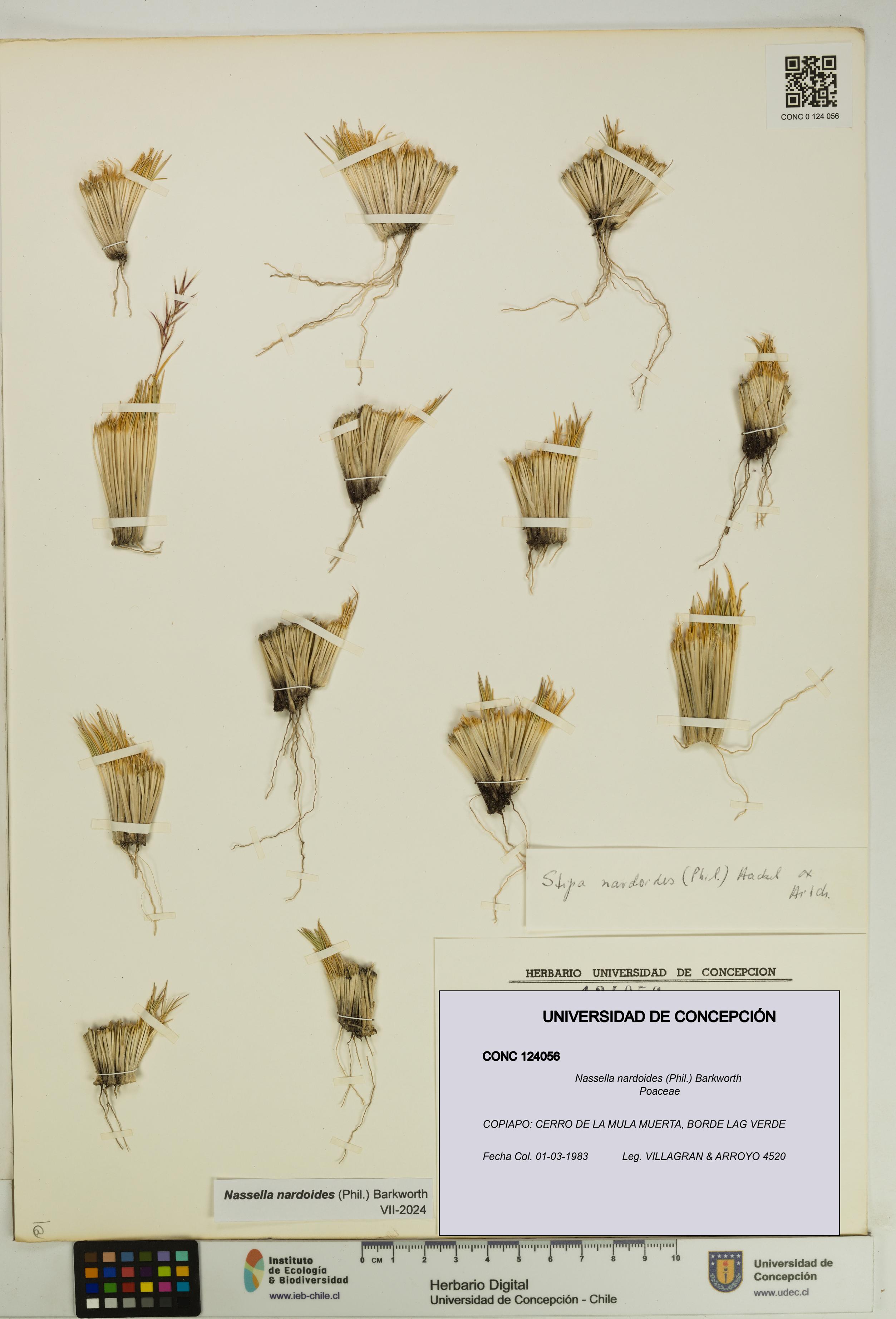 Nassella nardoides [Espécimen: UDEC:CONC:0124056]