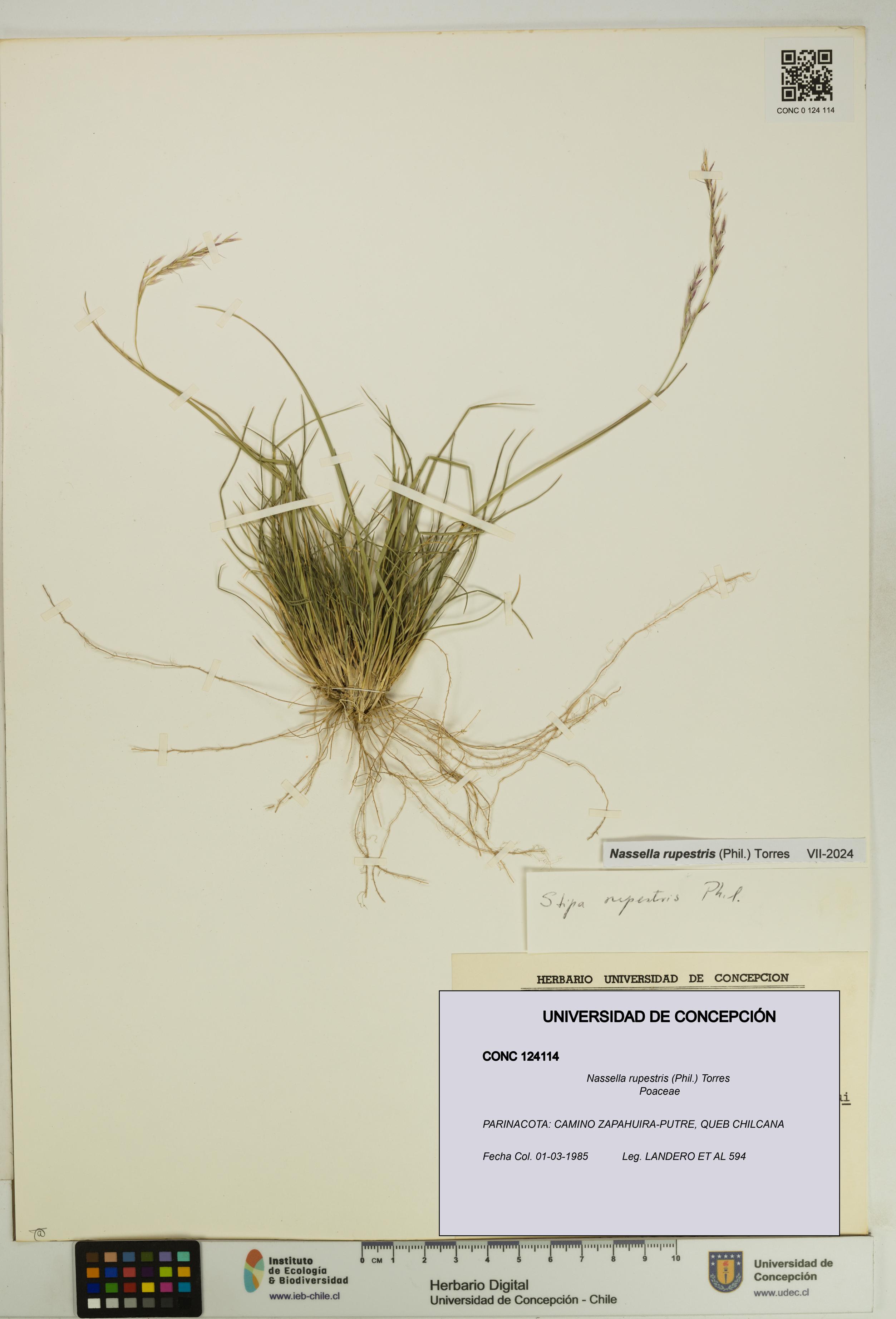 Nassella rupestris [Espécimen: UDEC:CONC:0124114]