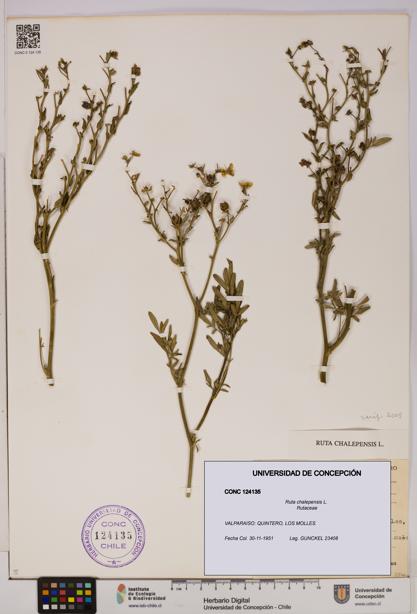 Ruta chalepensis [Espécimen: UDEC:CONC:0124135]