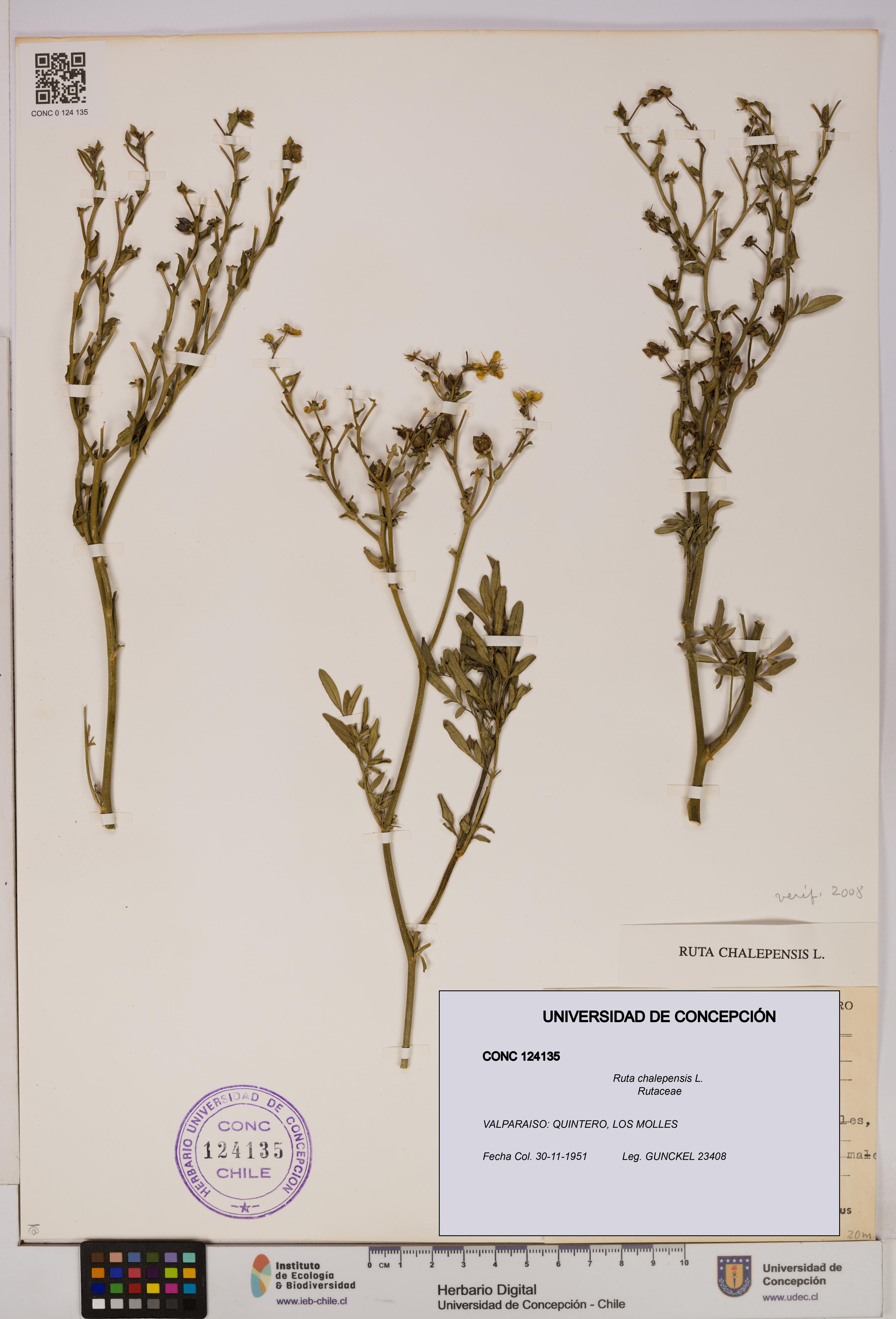 Ruta chalepensis [Espécimen: UDEC:CONC:0124135]