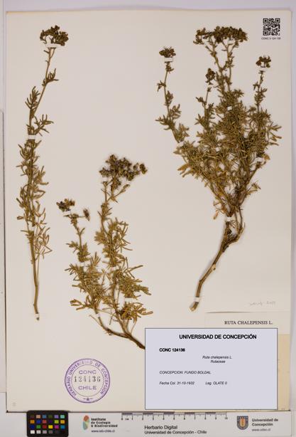 Ruta chalepensis [Espécimen: UDEC:CONC:0124136]