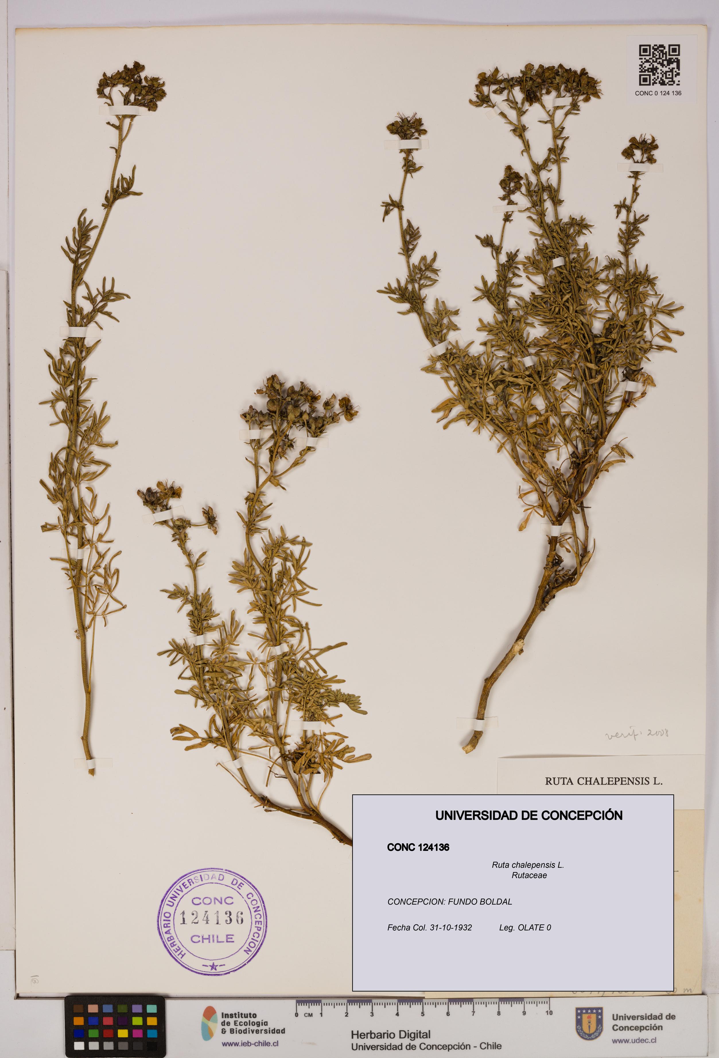 Ruta chalepensis [Espécimen: UDEC:CONC:0124136]