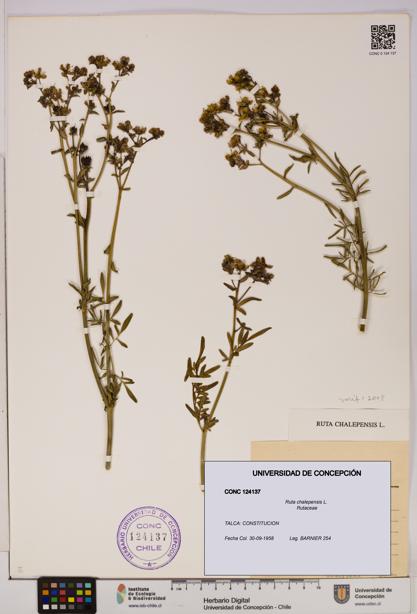 Ruta chalepensis [Espécimen: UDEC:CONC:0124137]