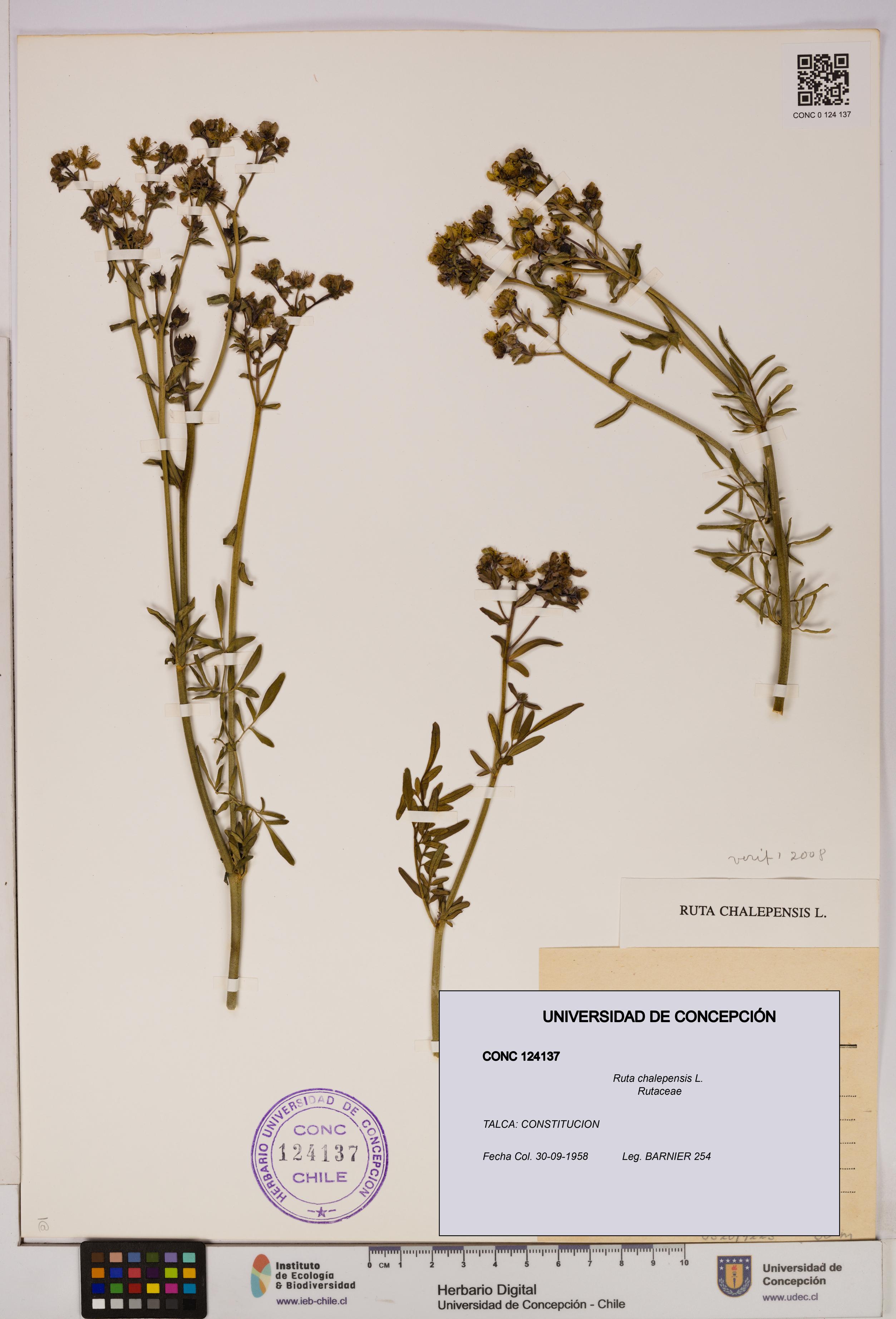 Ruta chalepensis [Espécimen: UDEC:CONC:0124137]