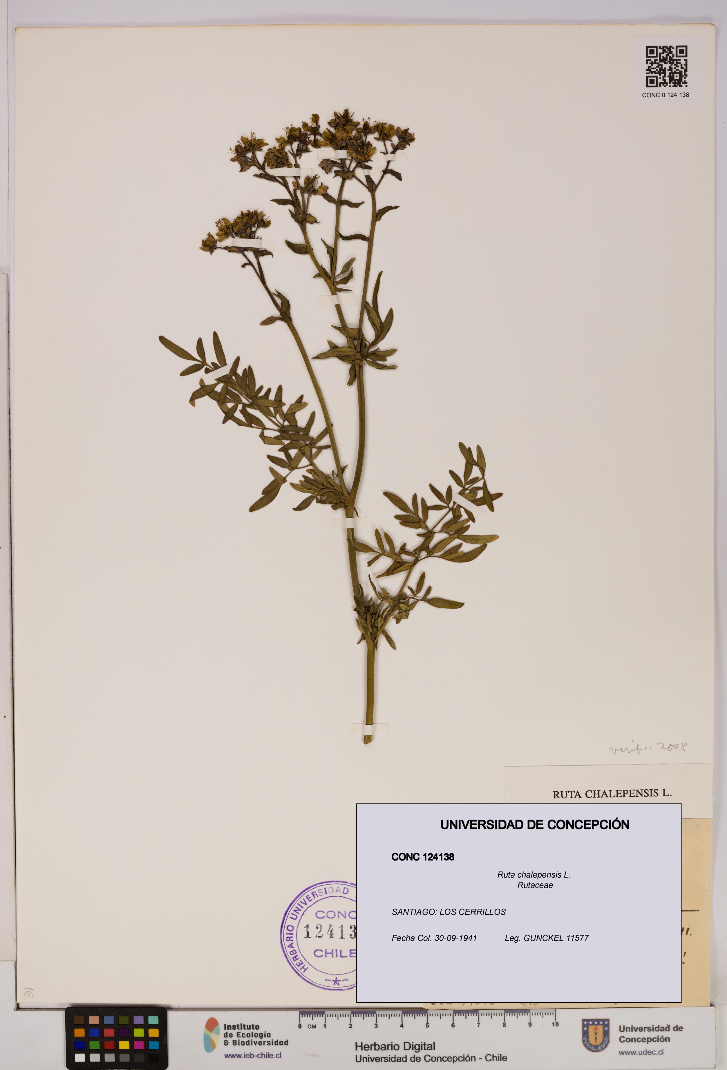 Ruta chalepensis [Espécimen: UDEC:CONC:0124138]