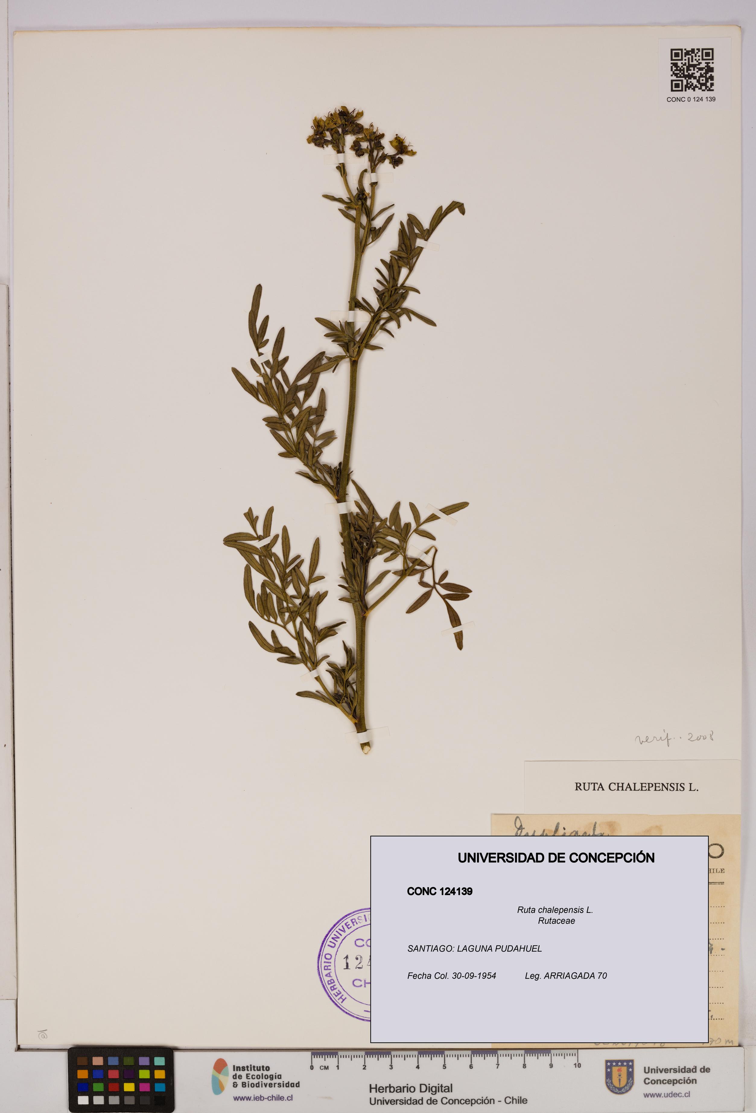 Ruta chalepensis [Espécimen: UDEC:CONC:0124139]