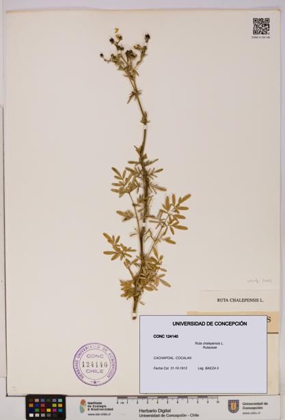 Ruta chalepensis [Espécimen: UDEC:CONC:0124140]