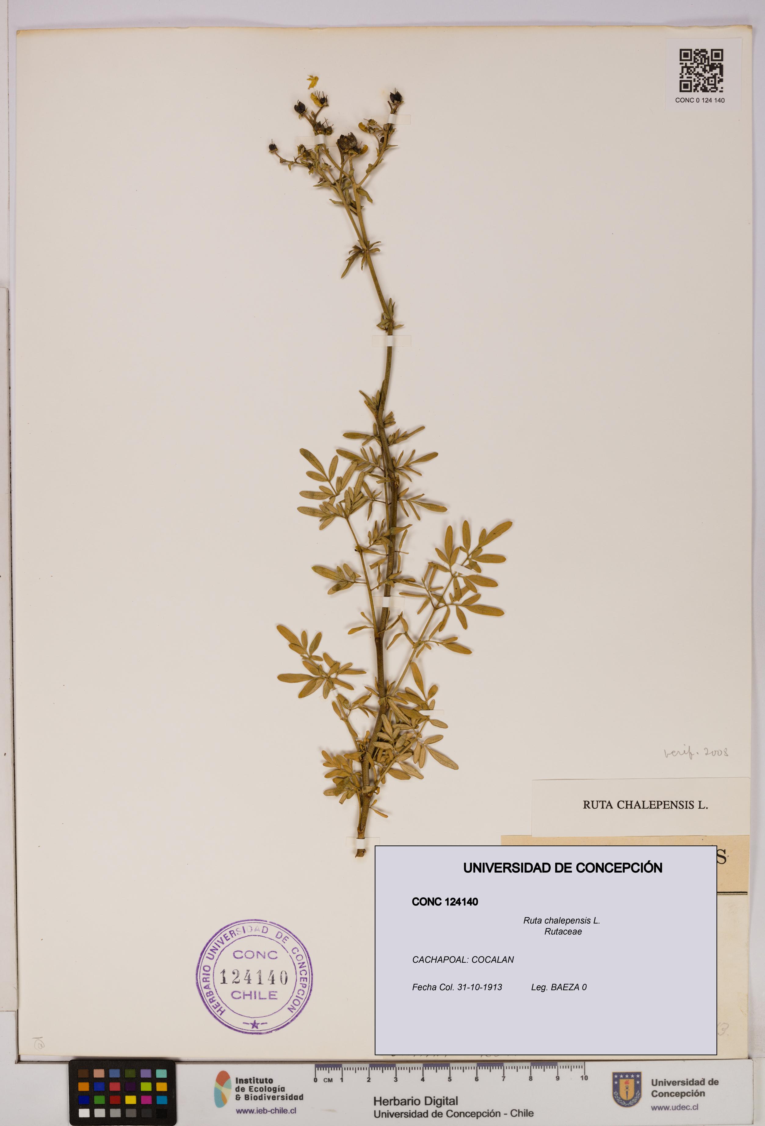 Ruta chalepensis [Espécimen: UDEC:CONC:0124140]