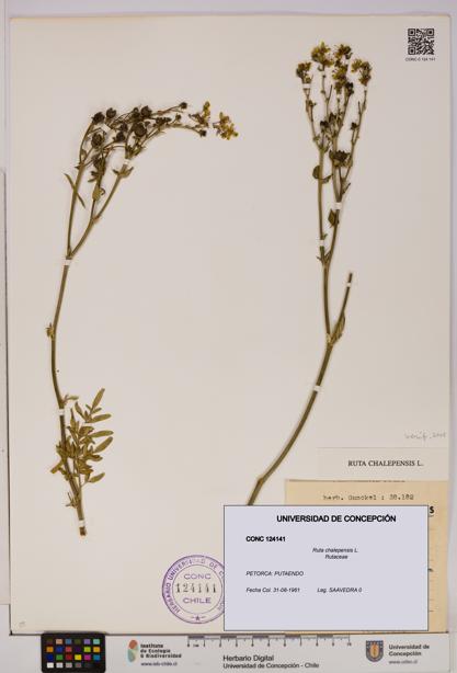 Ruta chalepensis [Espécimen: UDEC:CONC:0124141]